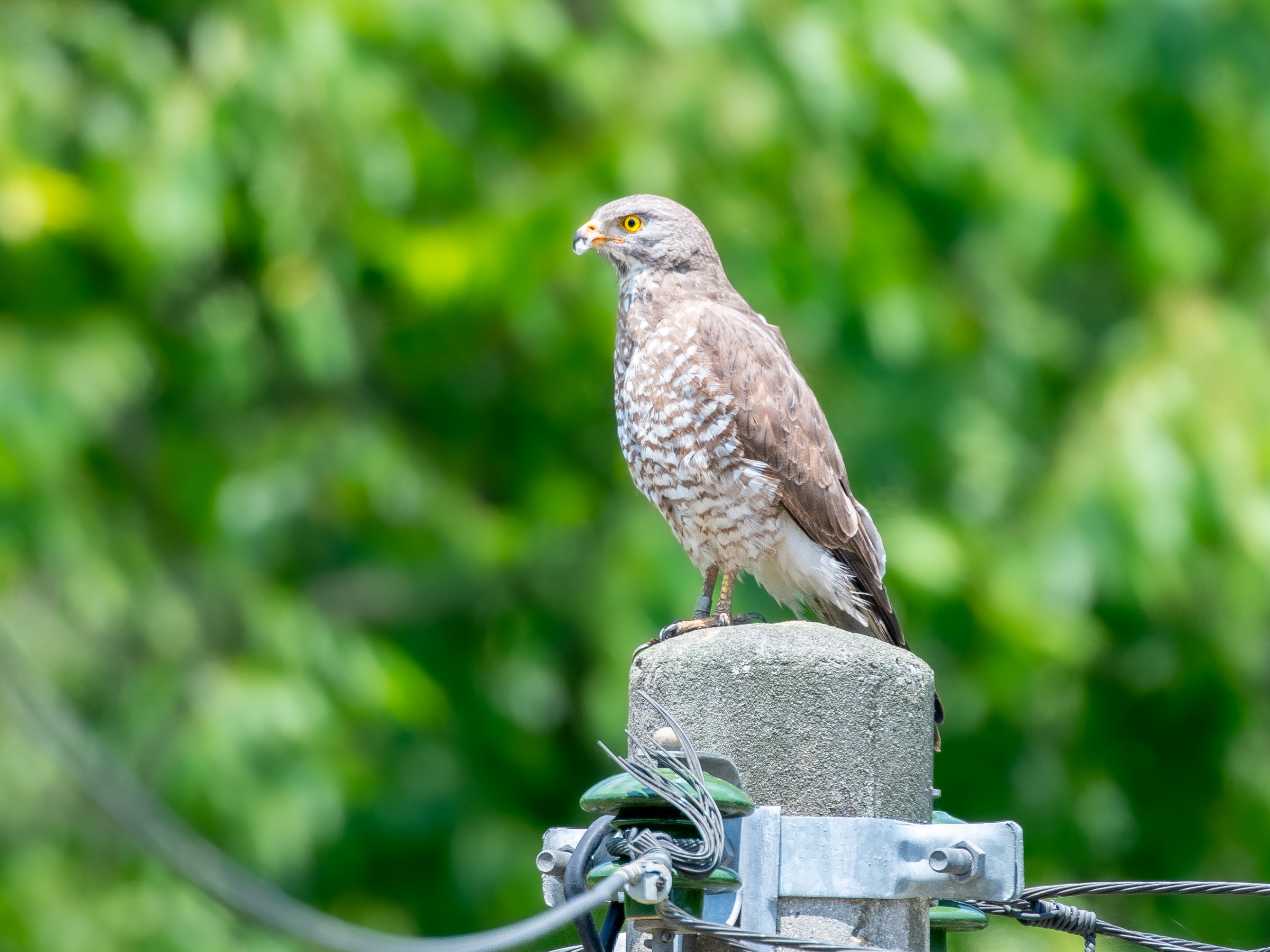 DC Inside 이미지 20