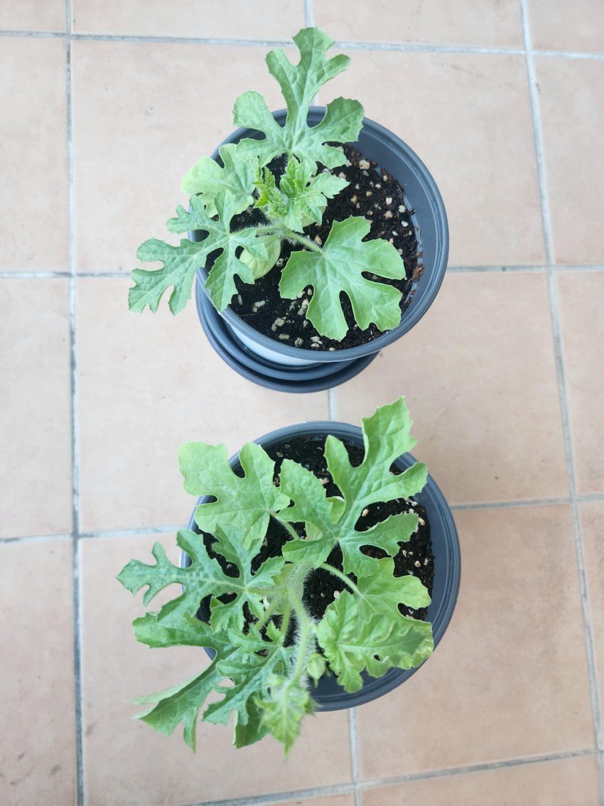 DC Inside 이미지 7