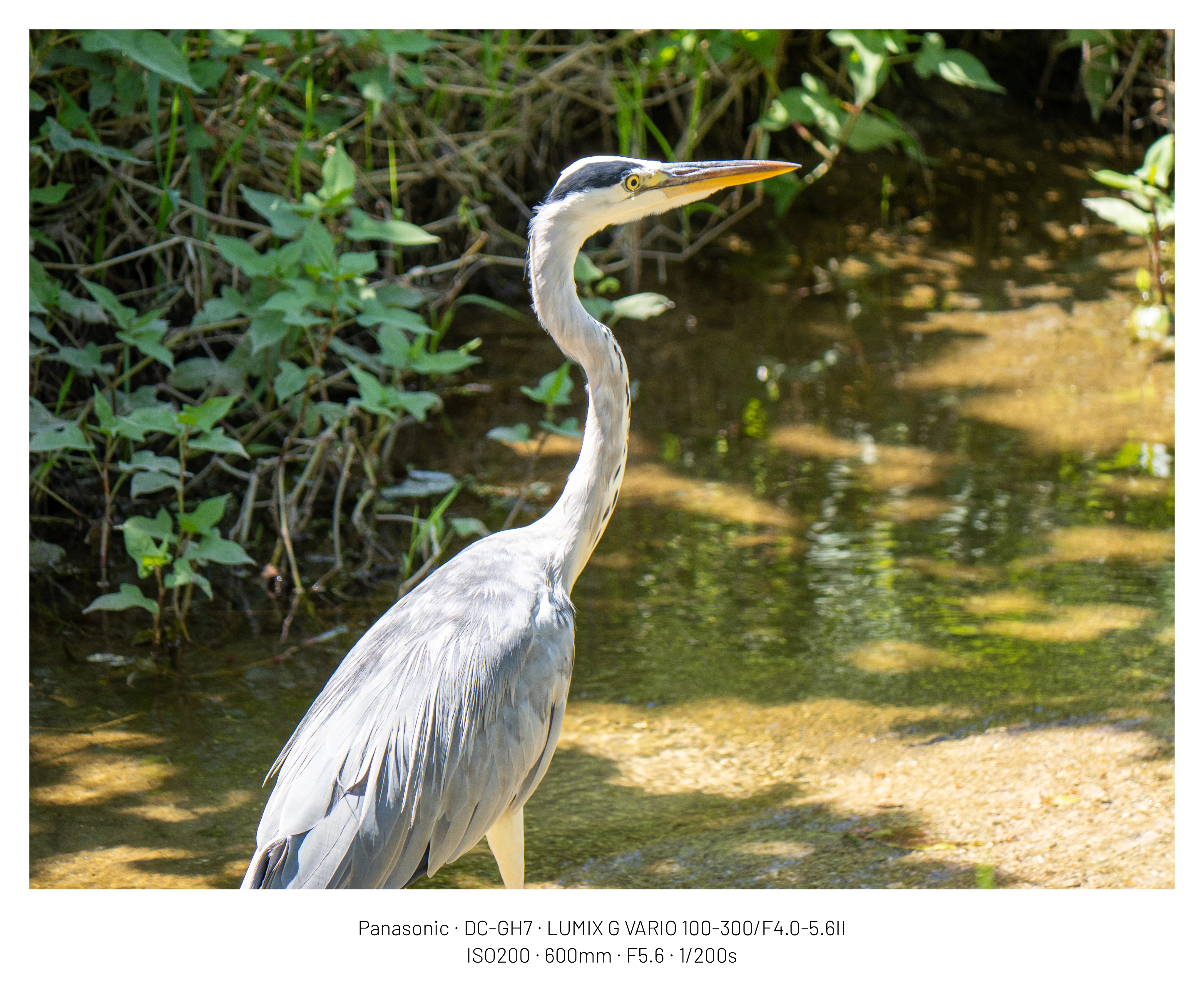 DC Inside 이미지 4