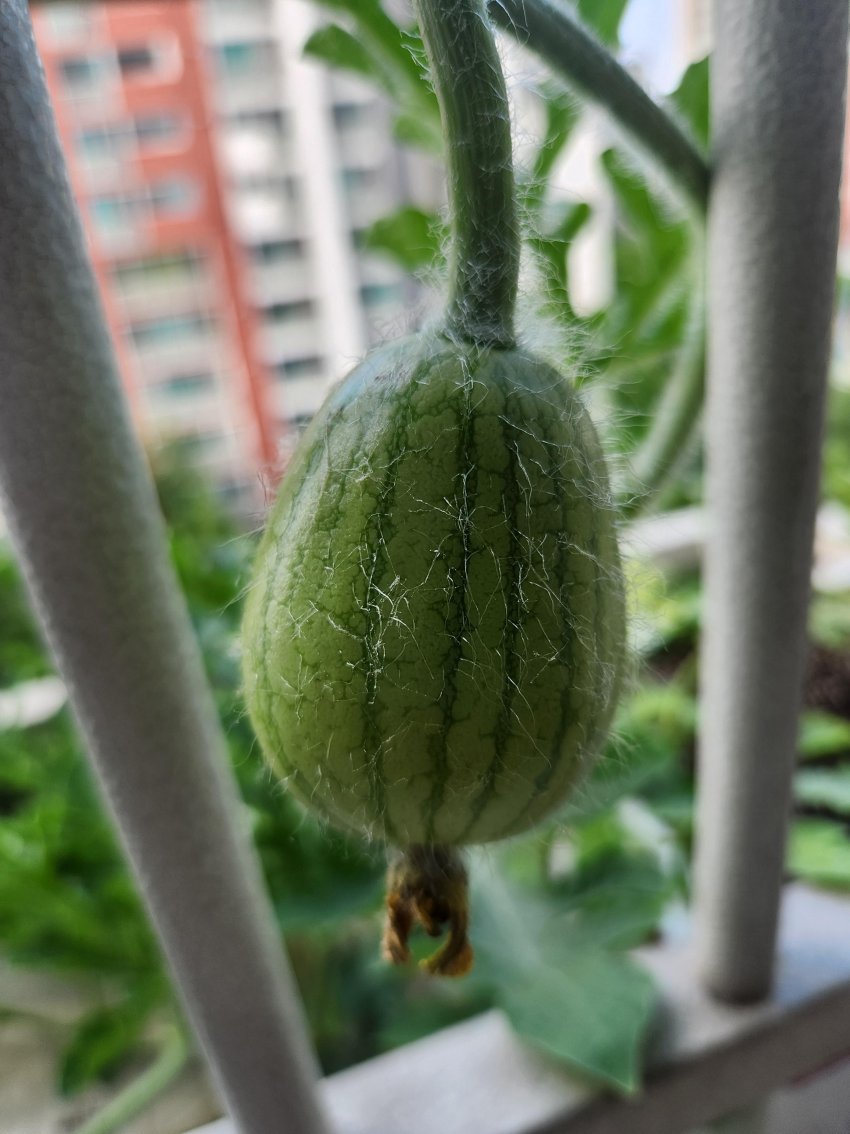 DC Inside 이미지 15