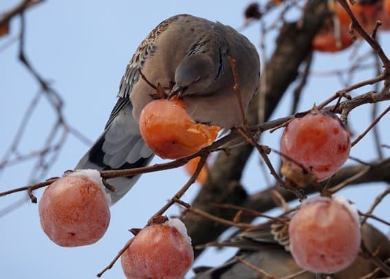 DC Inside 이미지 9