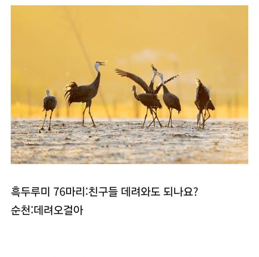 DC Inside 이미지 6