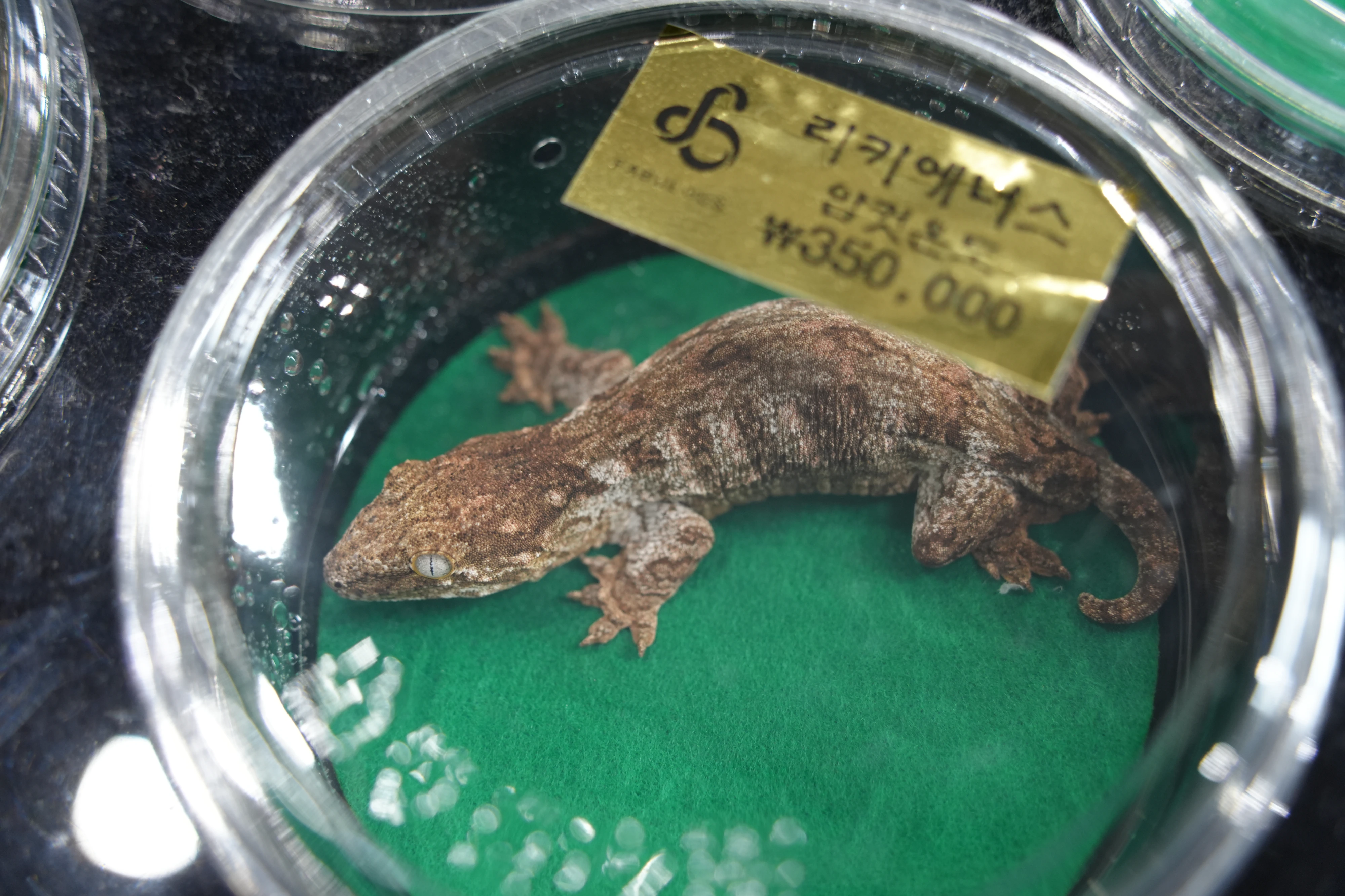 DC Inside 이미지 14