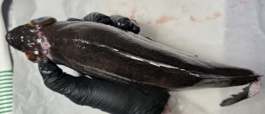 DC Inside 이미지 4