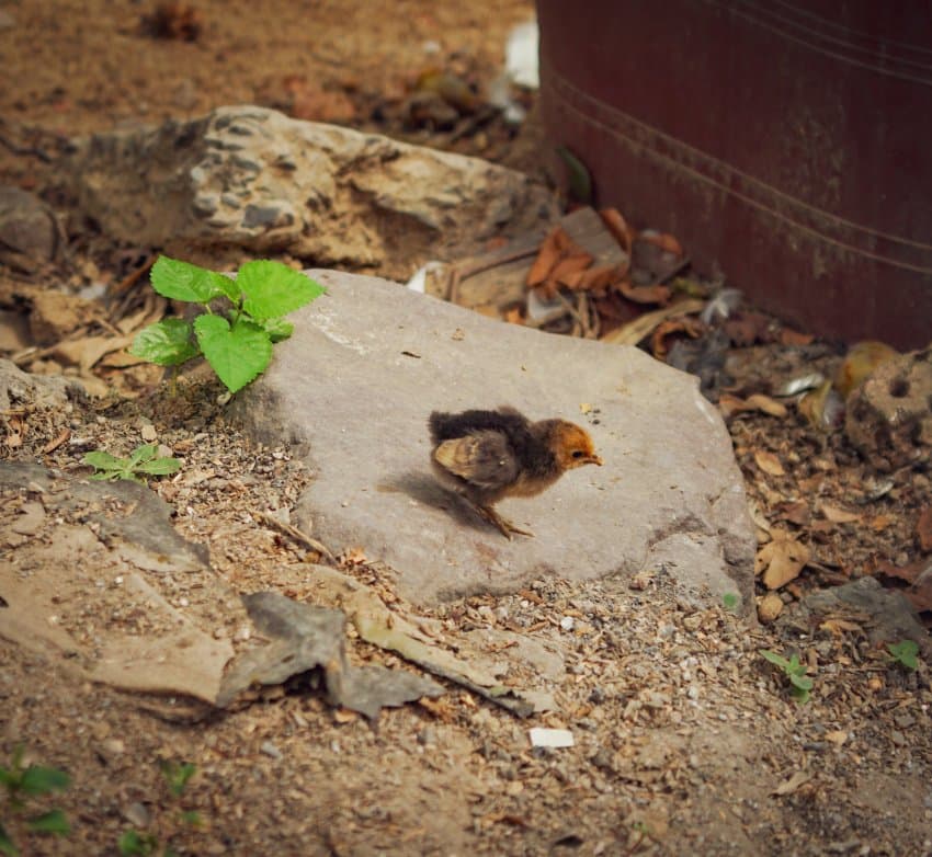 DC Inside 이미지 8