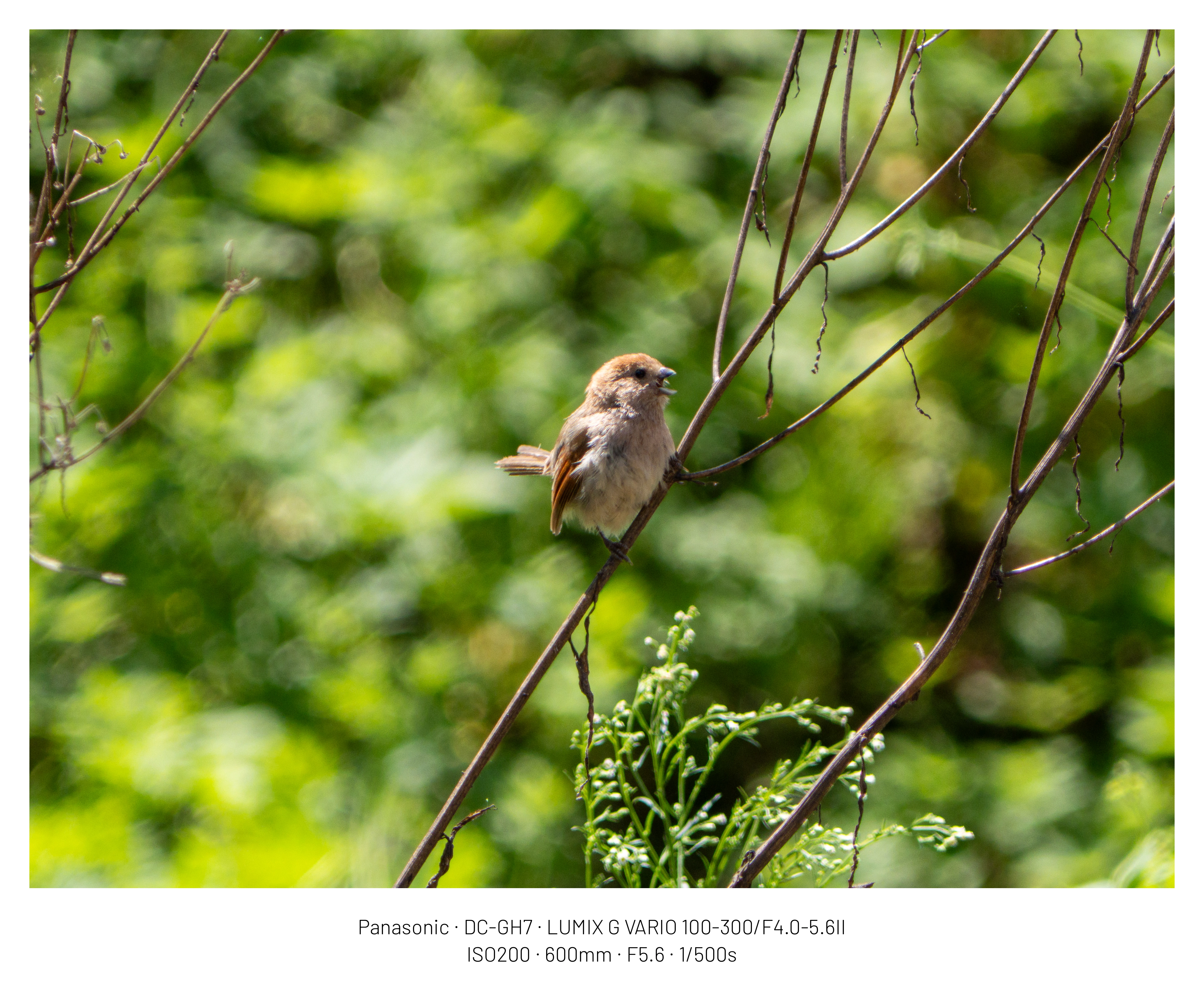 DC Inside 이미지 1