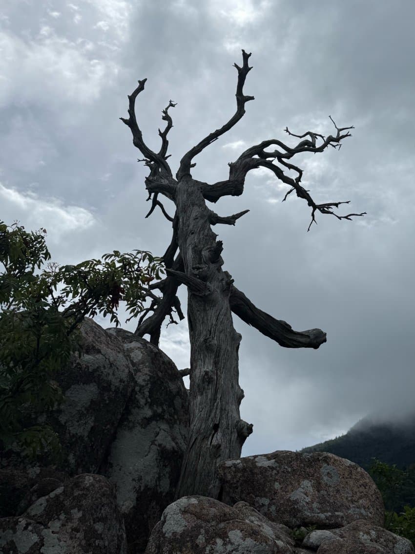 DC Inside 이미지 15