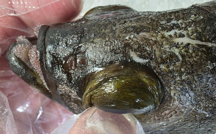 DC Inside 이미지 11