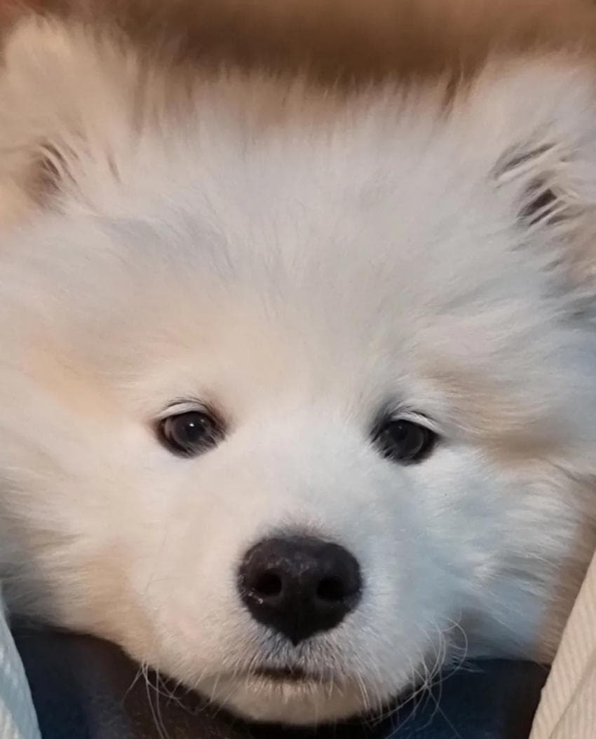 [멍갤] 믿고 반려견 분양 보냈는데 교배농장이었습니다.