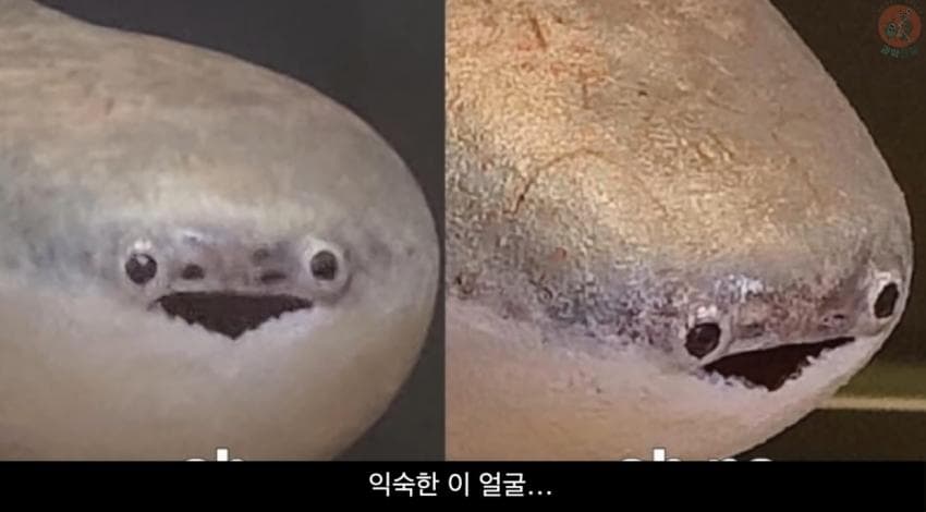 [이갤] 국물이 싱거워져서 떼죽음 당한 고대생물