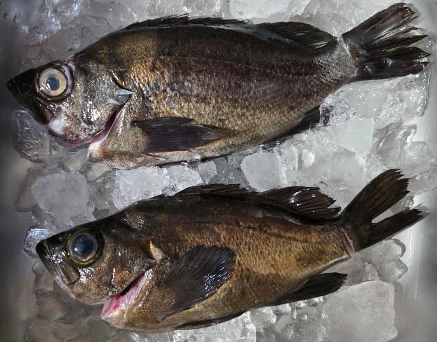 [오갤] 산지직송 홈마카세 15(씹스압) – 1