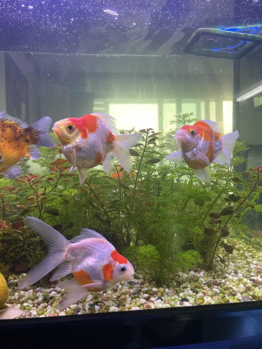 [아갤] 금붕어 휠체어 제작 후기 & 반성