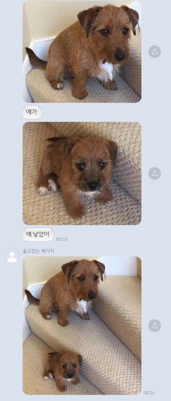 댕댕이 복제 성공.jpg