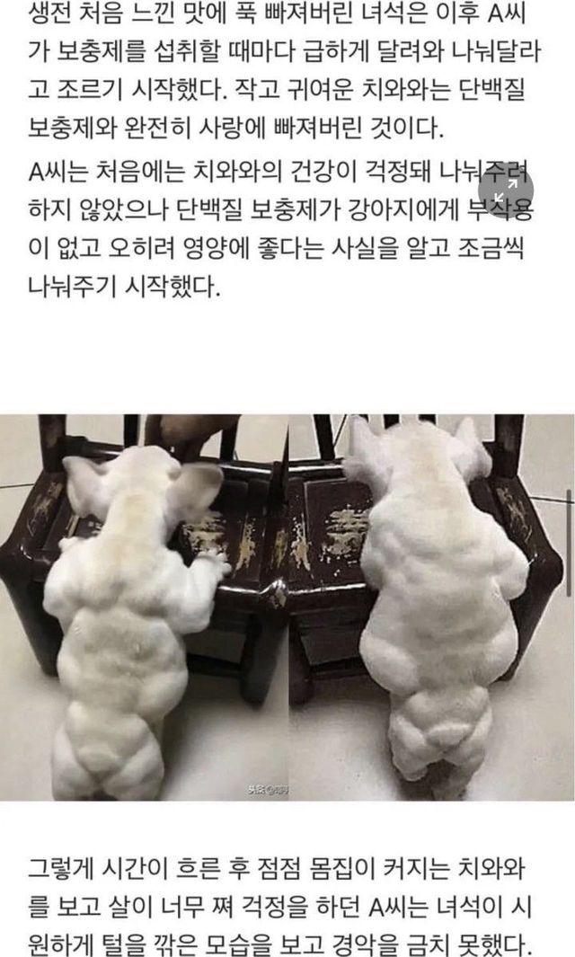 치와와 레전드