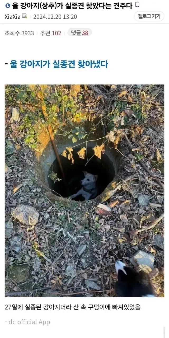 [스압] 강아지가 실종견 찾음