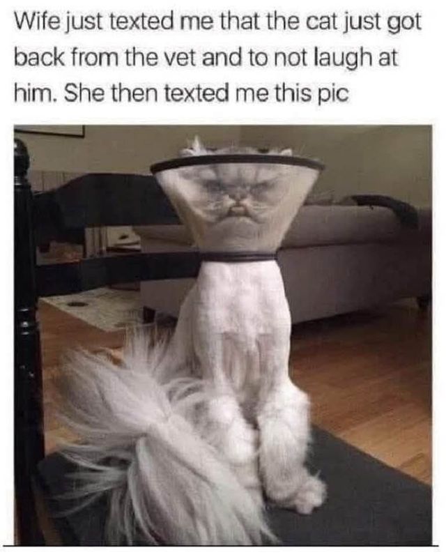 친구가 웃지 말라고 보내준 자기 고양이 사진