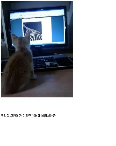 냥이의 영혼을 빨아들이는 짤.mp4