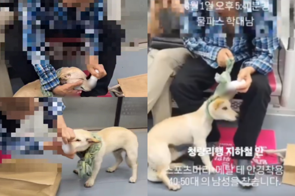 강아지 코·입·온몸에 물파스 범벅…학대남을 찾습니다