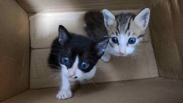 감전사 익사 굶주림 … BBC가 적발한 온라인 고양이 고문 네트워크