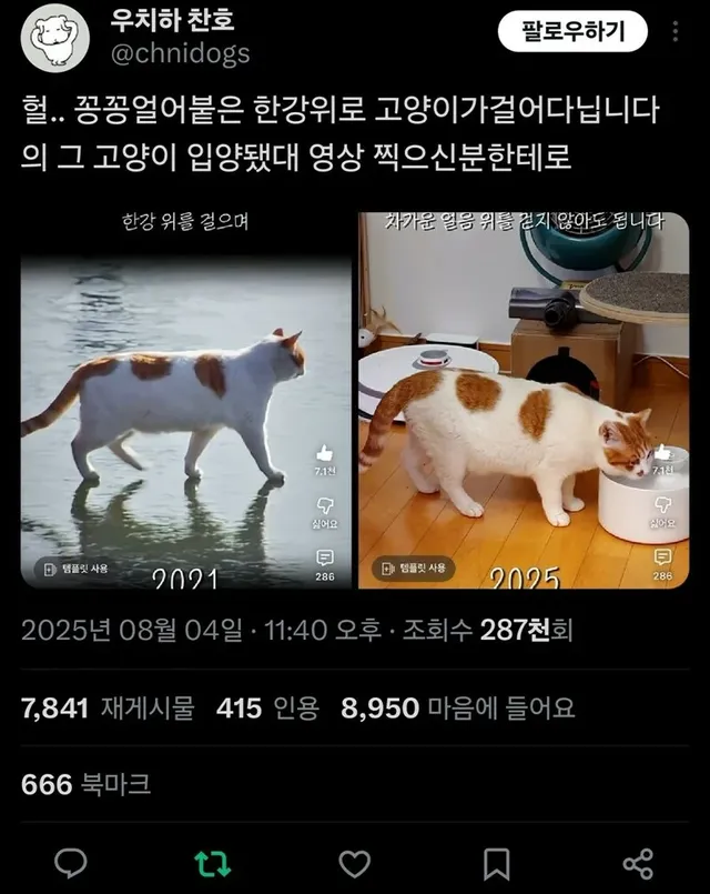 꽁꽁 얼어붙은 한강 위로 고양이 근황