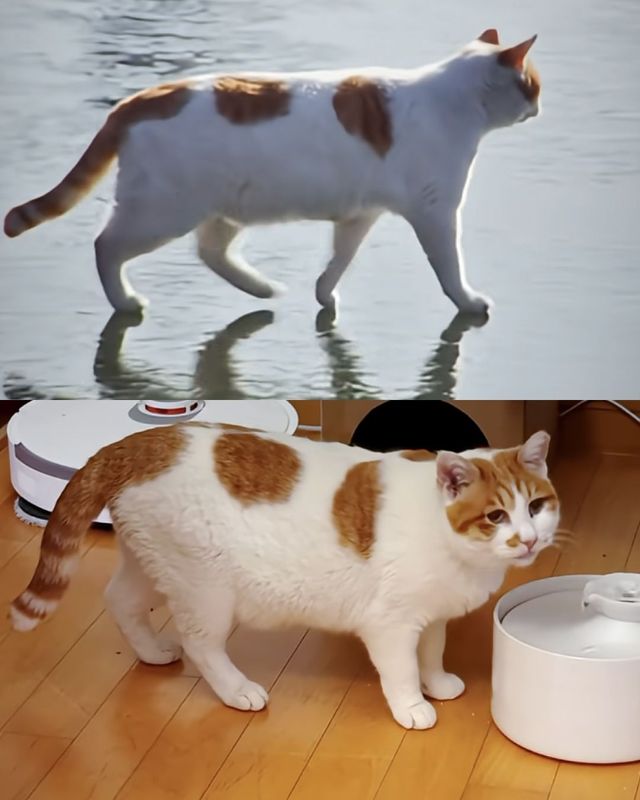 집냥이가 된 꽁꽁 얼어붙은 한강 위를 걸어 다니던 고양이