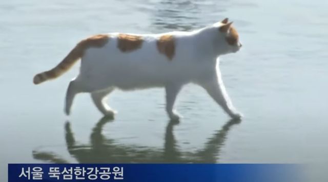 “꽁꽁 얼어붙은 한강 위로” 걷던 고양이…3년 만에 전해진 깜짝 근황