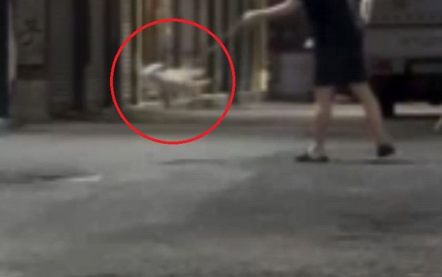“강아지가 팽이야??!!” 부산 강아지 학대에 공분