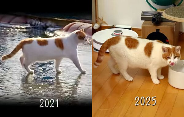 꽁꽁 얼어붙은 한강 위 그 고양이 3년 만에 깜짝 근황 전해졌다