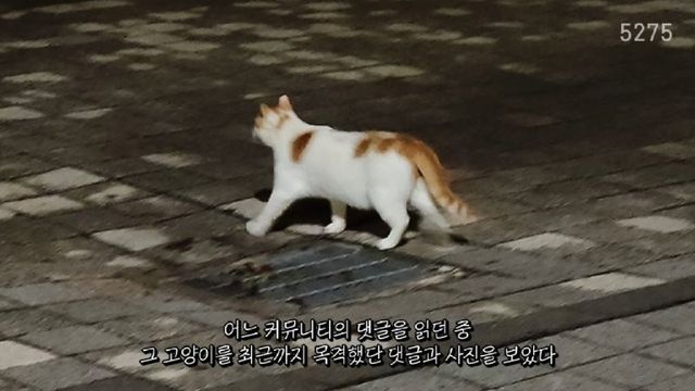 꽁꽁 얼어붙은 한강 위를 걸어다니던 고양이 근황
