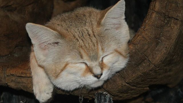 독사 제압하면서 골골송 부른다… 사막에만 사는 고양이 정체