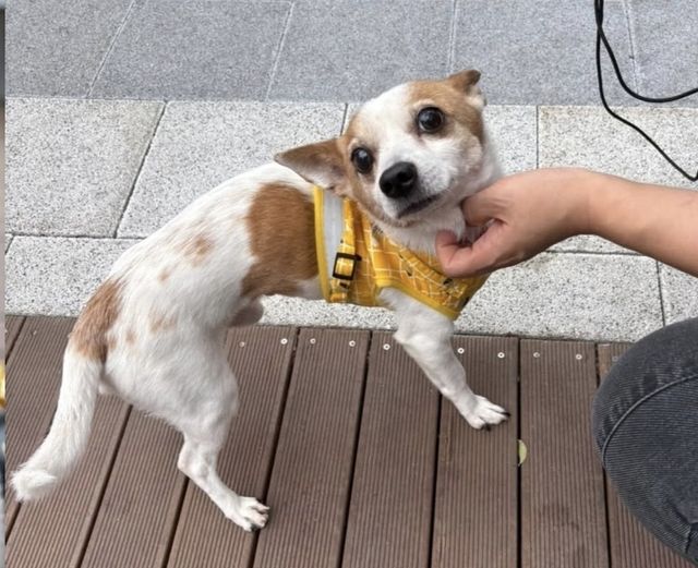 목줄 잡고 강아지 학대한 30대 남성 검거