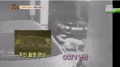 역대급 길냥이 학살자 ㄷㄷ .jpg