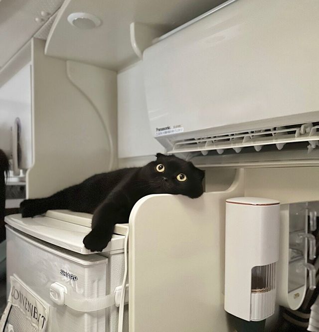 여름철 고양이 특징.
