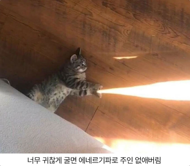 고양이를 귀찮게하면 안되는이유