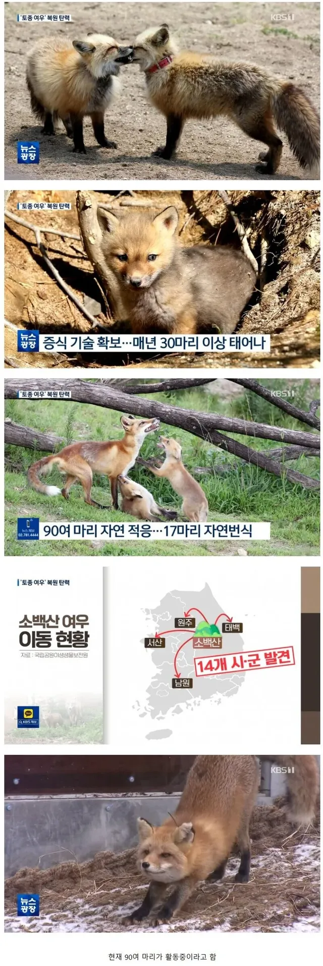 한국 토종 여우 복원 근황