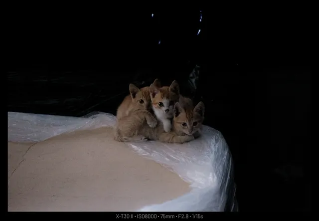 야밤에 사진 투척 (고양이갈매기일몰 등등)