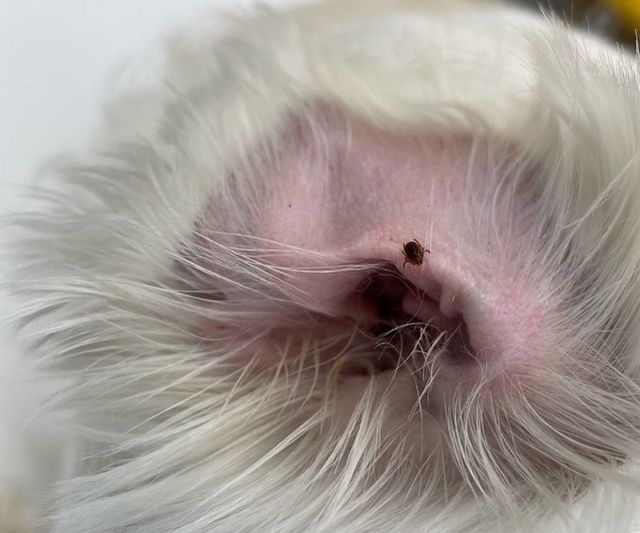 반려동물 SFTS 15분내 신속 진단