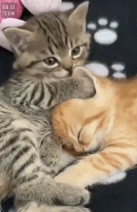 새끼 고양이 그루밍