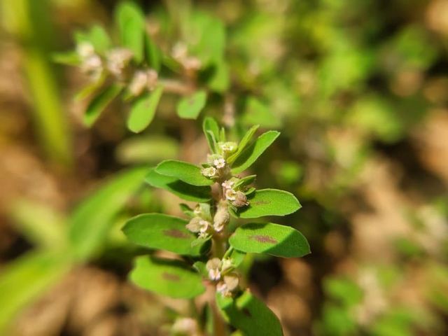 특이한 꽃 대회 열면 내가 상 다먹을거임 ㅋㅋ