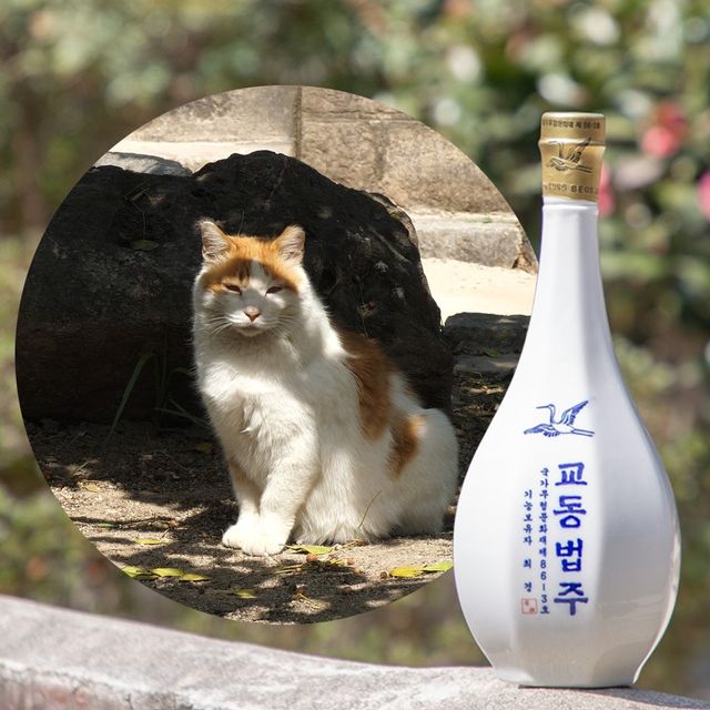 우리나라 전통주 양조장의 고양이를 찾아서