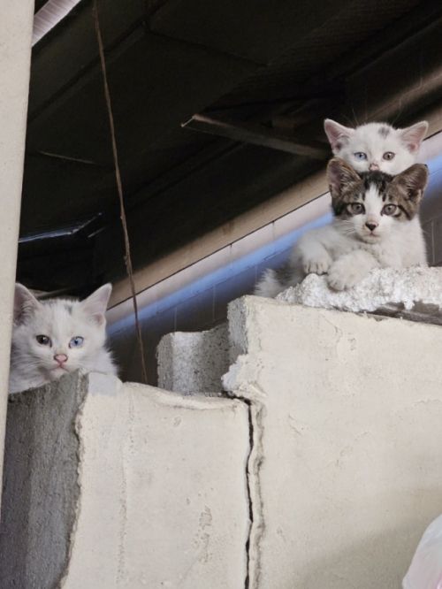 하남시 교산지구 길고양이 등 유기동물 보호 시동