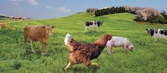 댕이 냥이의 동물 복지.