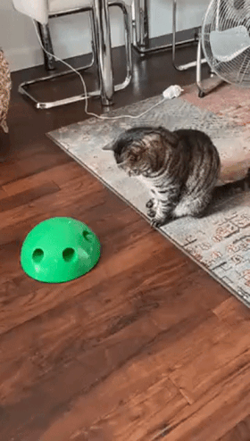 고양이에게 장난감을 선물했을뿐.