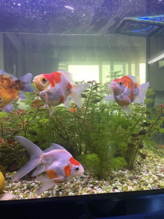 금붕어 휠체어 제작 후기 & 반성