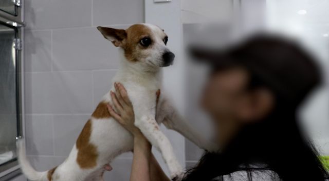 SNS 달군 강아지 학대 영상…남자친구 두 얼굴에 충격 잔혹 전말 공개 (비하인드)