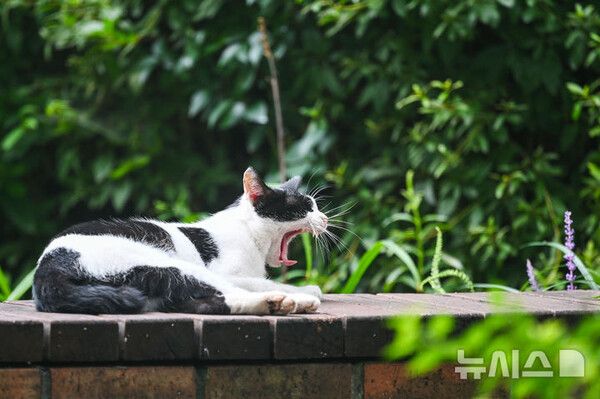 임신한 가족 있는 냥집사라면…고양이 구충제 필수 왜?