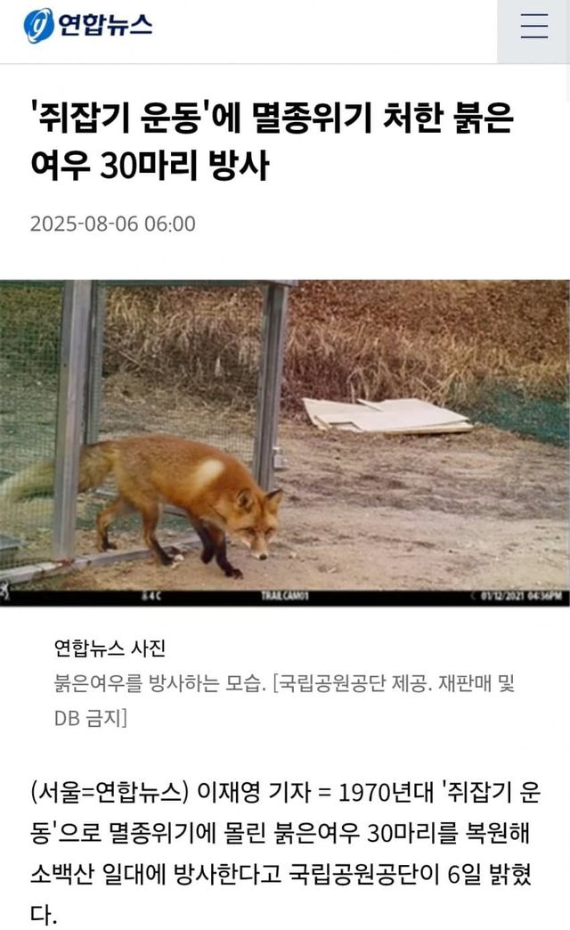 최근 복원사업으로 30마리나 방사된 무시무시한 맹수