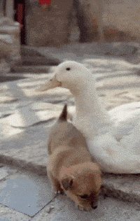 사이 좋은 오리와 강아지.