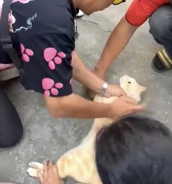 감전된 고양이 살린 기적의 CPR…고맙다냥!