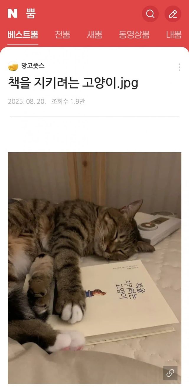 책을 지키려는 고양이.jpg